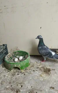 جفت کفتر نصل بتن.