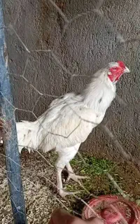 تخم لاری اصیل فوری
