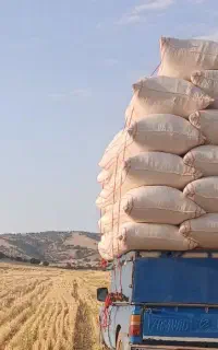 فروش کاه گندم وجو دیم تحویلی