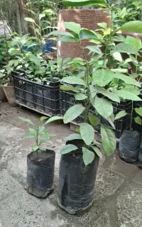 نهال توت و مرکبات