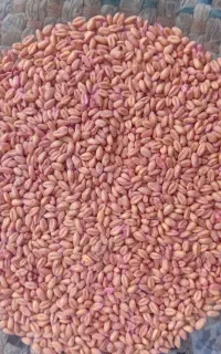 فروش گندم