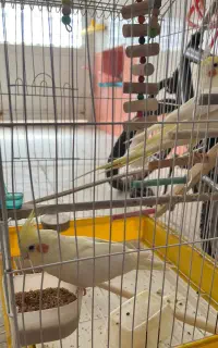 عروس هلندی