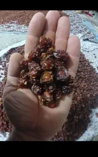 الوچه و  لواشک الو سیاه