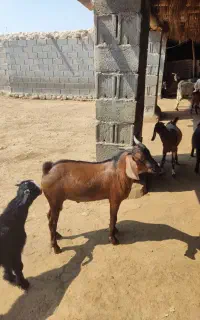 کهره نر
