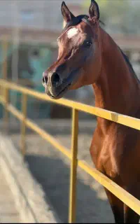 اسب عرب مصری دوسر