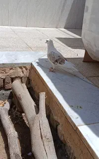 کفتردوکت