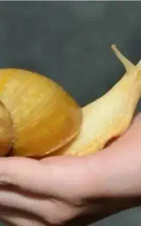 حلزون آلبینو مولد و سوپر مولد