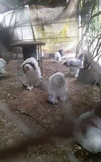 مرغ برهما