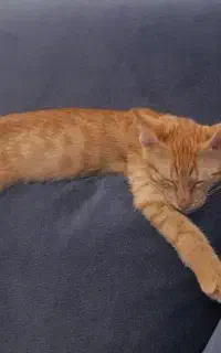 واگذاری گربه با وسایل