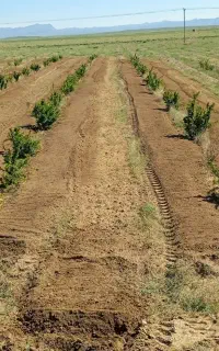 شش ساعت آب چاه کشاورزی