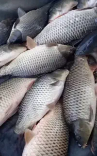 ماهی کپور آمور و... باتحویل رایگان