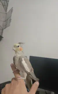 عروس هلندی ماده