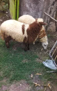 بره ماده