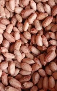 بذر بادام زمینی و انواع کود
