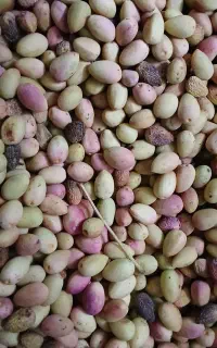 پسته تازه قزوین