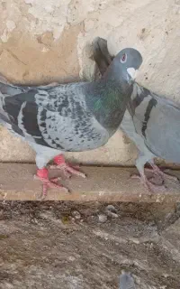 کبوتر