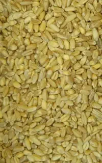 فروش گندم پاک کرده درجه یک