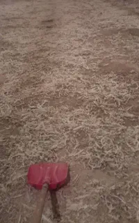 کود مرغی درجه یک
