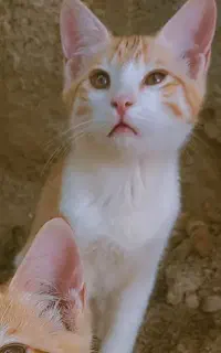 واگذاری گربه، رایکان