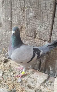 کفتر