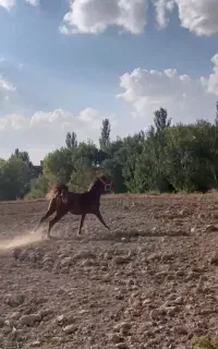 اسب مادیان