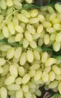 قبل از خرید کود، اول مشکل درختت رو پیدا کن