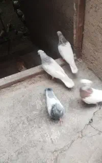کبوتر