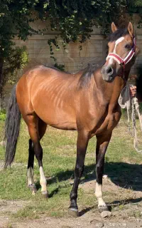 نریان ترکمن کورسی