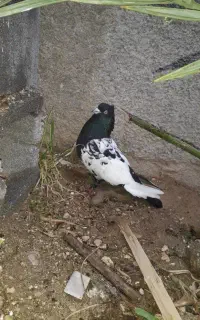 فروش فوری دو عددسینه ای ملاقی