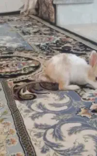 جوجه خرگوش