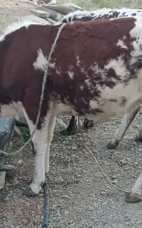 فروش یک راس گوساله ماده