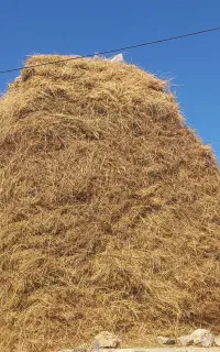 علف یونجه