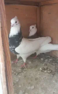 طوقی نر و ماده