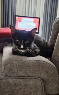 گربه دی اس اچ ماده