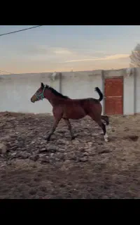 فروش فوری