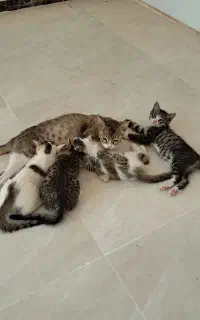 چهارعدد بچه گربه