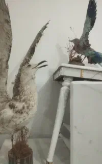 مجسمه پرنده