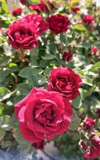 نگهبان سفره خانه