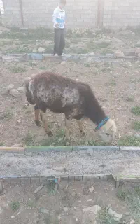 یک راس قورچ پلنگی به فروش میرسد