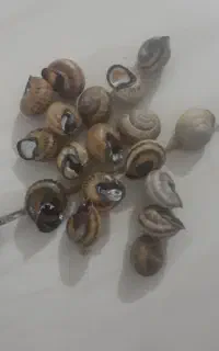 حلزون