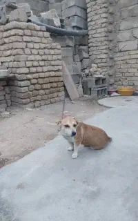 سگ پاکوتاه