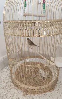 پرنده