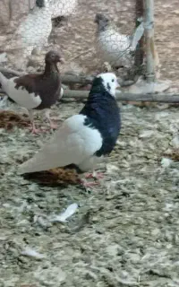 کفتر رنگی