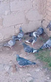 ده عدد دوبر یک عدد ککیلی مایا