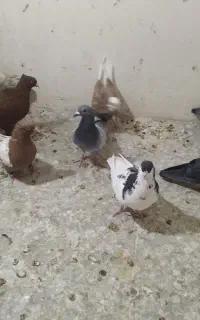 10عدد کفتر رنگی وپلاکی