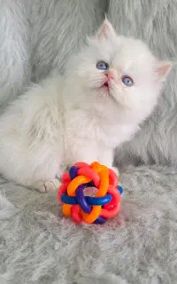 بچه گربه پرشین سفید نر و ماده