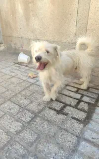 سگ فروشی