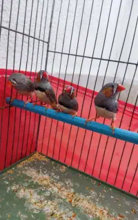 فنچ