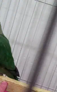 گمشده