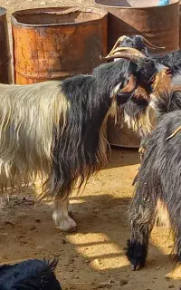 فروش ۴ راس بز هم داشتی هم کشتی